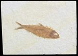 Knightia Fossil Fish - Wyoming #71019-1